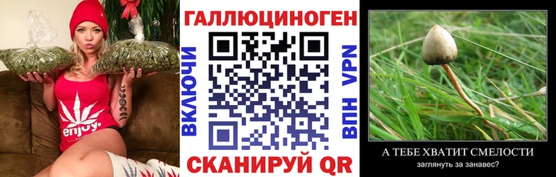 Купить  Владикавказ  Псилоцибиновые грибы прущие грибы 